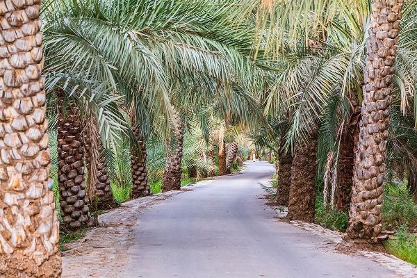 Wilson, Emily M. 아티스트의 Middle East-Arabian Peninsula-Oman-Ad Dakhiliyah-Nizwa-Palm trees along a road in Nizwa-Oman작품입니다.